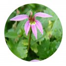 DwarfGiantFarm 200Pcs A Set Lobelia chinensis Seed  Prodgf