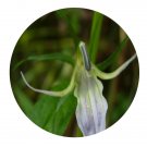 DwarfGiantFarm 200Pcs A Set Lobelia melliana E Seed Prodgf
