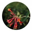 DwarfGiantFarm 200Pcs A Set Lonicera brownii Dropmore Scarlet Seed Prodgf