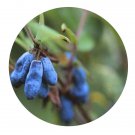 DwarfGiantFarm 200Pcs A Set Lonicera caerulea L. var. enulis Turcz Seed  Prodgf