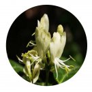 DwarfGiantFarm 200Pcs A Set Lonicera chrysantha Seed  Prodgf