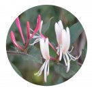 DwarfGiantFarm 200Pcs A Set Lonicera heckrotti Seed   Prodgf