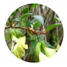 DwarfGiantFarm 200Pcs A Set Lonicera hispida Pall. ex Roem Seed  Prodgf