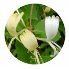 DwarfGiantFarm 200Pcs A Set Lonicera Japonica Seed Prodgf