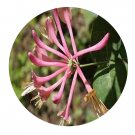 DwarfGiantFarm 200Pcs A Set Lonicera maackii erubescens Seed  Prodgf