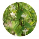 DwarfGiantFarm 200Pcs A Set Lonicera modesta Rehd Seed  Prodgf
