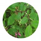 DwarfGiantFarm 200Pcs A Set Lonicera nervosa Maxim Seed  Prodgf