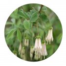 DwarfGiantFarm 200Pcs A Set Lonicera tangutica Maxim Seed  Prodgf
