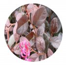 DwarfGiantFarm 200Pcs A Set Lorpetalum chindensevar.rubrum Seed  Prodgf