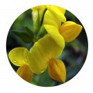 DwarfGiantFarm 200Pcs A Set Lotus corniculatus Seed  Prodgf