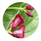 DwarfGiantFarm 200Pcs A Set Lonicera webbiana Seed  Prodgf