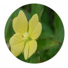 DwarfGiantFarm 200Pcs A Set Ludwigiaoc tovalvis Seed  Prodgf