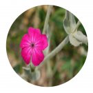 DwarfGiantFarm 200Pcs A Set Lychnis coronaria Seed  Prodgf