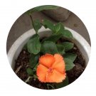 DwarfGiantFarm 200Pcs A Set Lychnis coronata Maxim Seed  Prodgf