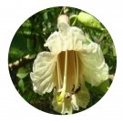 DwarfGiantFarm 200Pcs A Set Aegiceras corniculatum Seed   Prodgf