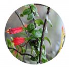 DwarfGiantFarm 200Pcs A Set Agapetes lacei var.tomentella Seed   Prodgf