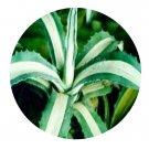 DwarfGiantFarm 100Pcs A Set Agave americana var. medio-picta Seed   Prodgf