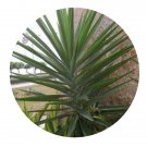 DwarfGiantFarm 200Pcs A Set Agave angustifolia Seed  Prodgf