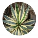 DwarfGiantFarm 100Pcs A Set agave kerchovei var. pectinata  Seed  Prodgf