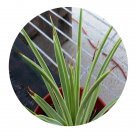 DwarfGiantFarm 100Pcs A Set agave strictanana  Seed  Prodgf
