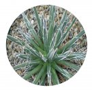 DwarfGiantFarm 100Pcs A Set Agave toumeyana var bella Seed  Prodgf
