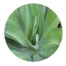 DwarfGiantFarm 200Pcs A Set Agave americana Seed  Prodgf