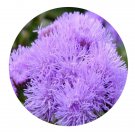 DwarfGiantFarm 200Pcs A Set Ageratum conyzoides Seed  Prodgf