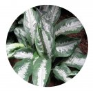 DwarfGiantFarm 100Pcs A Set Aglaonema crispum Seed  Prodgf
