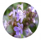 DwarfGiantFarm 200Pcs A Set Ajuga reptans cv Seed  Prodgf