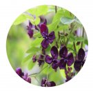 DwarfGiantFarm 200Pcs A Set Akebia quinata Seed  Prodgf
