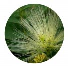DwarfGiantFarm 200Pcs A Set Albizia kalkora Seed  Prodgf