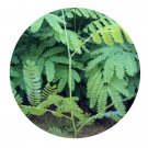 DwarfGiantFarm 200Pcs A Set Albizia falcataria Seed Prodgf