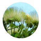 DwarfGiantFarm 200Pcs A Set Albizia lebbeck  Benth Seed Prodgf
