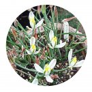 DwarfGiantFarm 200Pcs A Set Albuca humilis Seed Prodgf