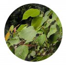 DwarfGiantFarm 200Pcs A Set Alchornea trewioides Seed Prodgf
