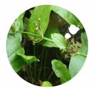 DwarfGiantFarm 200Pcs A Set Alisma plantago aquatica Seed  Prodgf