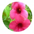 DwarfGiantFarm 200Pcs A Set Allamanda violacea Seed  Prodgf