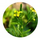 DwarfGiantFarm 200Pcs A Set all grass of Poisonous Buttercrp Herb Seed Prodgf