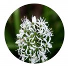DwarfGiantFarm 200Pcs A Set Allium hookeri Thwaites Seed Prodgf