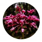 DwarfGiantFarm 200Pcs A Set Allium prattii C. H. Wright apud Forb Seed Prodgf