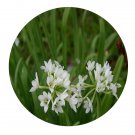 DwarfGiantFarm 200Pcs A Set Allium trifurcatum Seed Prodgf
