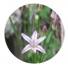 DwarfGiantFarm 200Pcs A Set Allium herihiflorum Baker. Seed Prodgf