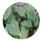 DwarfGiantFarm 200Pcs A Set Alocasia cucullata Seed Prodgf