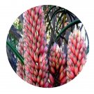 DwarfGiantFarm 30Pcs A Set Aloe africana Seed Prodgf