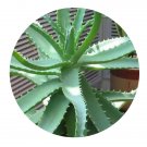 DwarfGiantFarm 100Pcs A Set Aloe arborescens Mill Seed  Prodgf