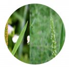 DwarfGiantFarm 100Pcs A Set Alopecurus aequalis Sobol Seed  Prodgf