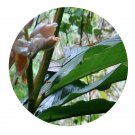 DwarfGiantFarm 200Pcs A Set Alpinia hainanensis Schumann Seed  Prodgf