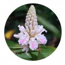 DwarfGiantFarm 200Pcs A Set Alpinia oxyphylla Miq Seed   Prodgf