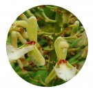 DwarfGiantFarm 200Pcs A Set Alpinia polyantha D. Fang Seed  Prodgf