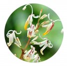 DwarfGiantFarm 200Pcs A Set Alpinia maclurei Merr Seed   Prodgf
